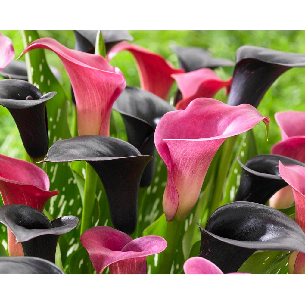 Zantedeschia Contadio 2-pakning